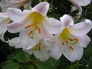 Fungsi dan Manfaat Bunga Lily bagi Kesehatan