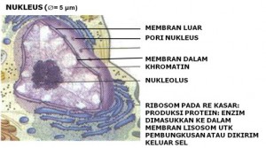 Fungsi dan Struktur Nukleus