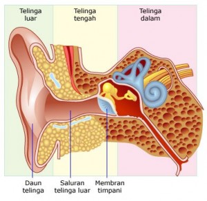 Struktur Telinga dan Fungsinya