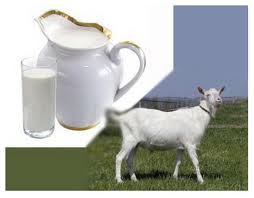 Manfaat Susu Kambing bagi Kesehatan