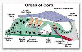 Fungsi Organ Corti