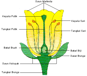 Struktur Bunga dan Fungsinya
