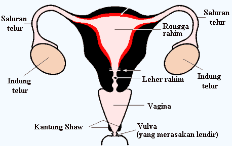 Fungsi Alat Reproduksi pada Wanita