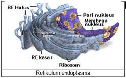 Fungsi Retikulum Endoplasma
