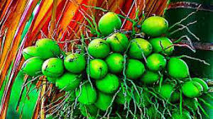 Manfaat buah Jambe bagi kesehatan